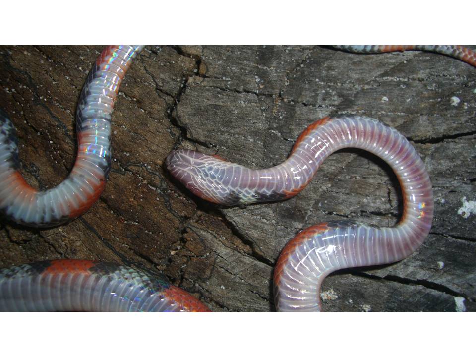 FIGURE 8 FIGURE 8